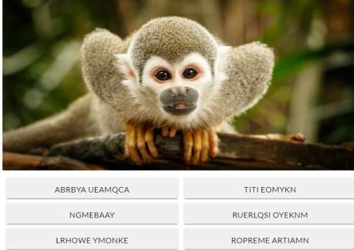 Can you unscramble the words below and correctly identify this monkey!  plz me i need t