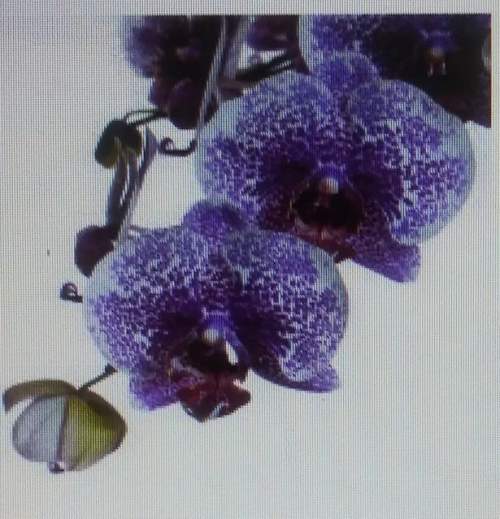 Will mark brainliestin the plant shown, the allele for purple flower color is most likely
