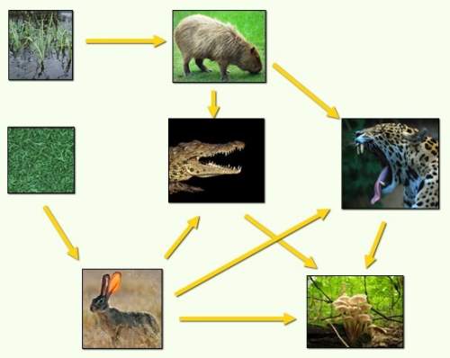 what would happen if we removed the jaguar from this food web?