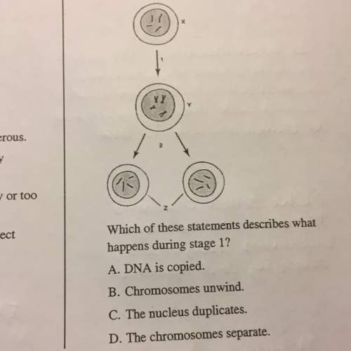 The figure above shows the basic concepts of cell division  the multiple choice answers