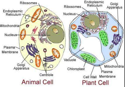 1)plant and animal cells differ in a variety of ways. notice when you compare the model