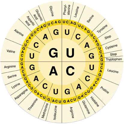Use the amino acid chart on this page to answer the questions below.  transcriptio