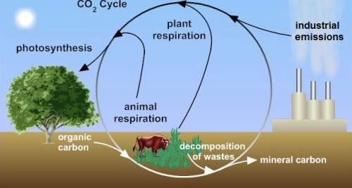 Which of the following is mainly responsible for the removal of carbon dioxide from the atmosphere
