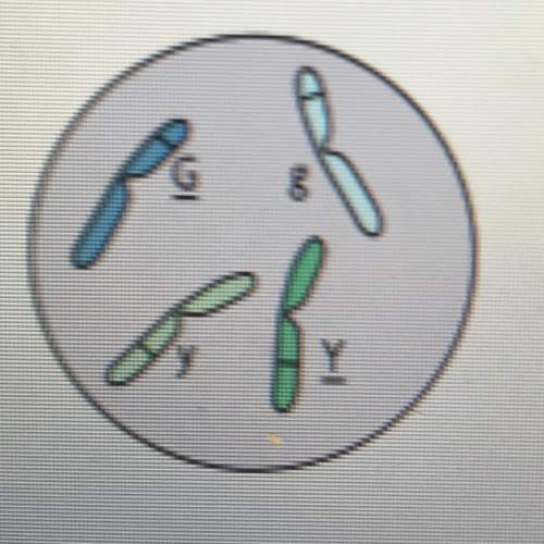 The chromosome pictured below are from a fruit fly that is heterozygous for two traits. how many kin