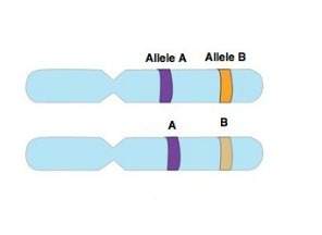 The chromosomes in the illustration are  a) homozygous for alleles a and b.