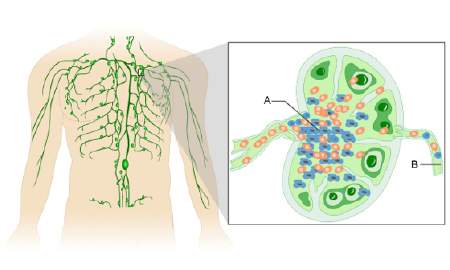 40  the diagram above shows some of the components of the lymphatic system. the lymph node con
