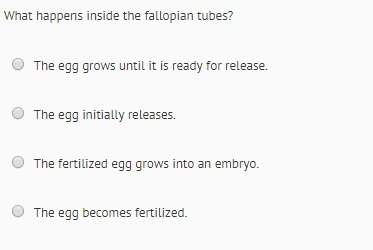 What happens inside the fallopian tubes