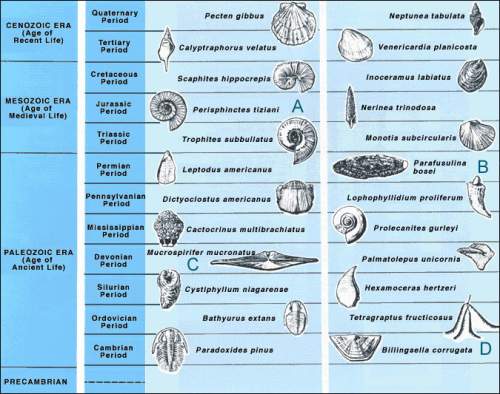 Me which of the labeled fossils comes from the youngest organism?  a b c