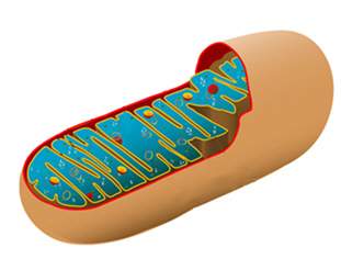Which process takes place in the mitochondrion?  photosynthesis anaerobic re