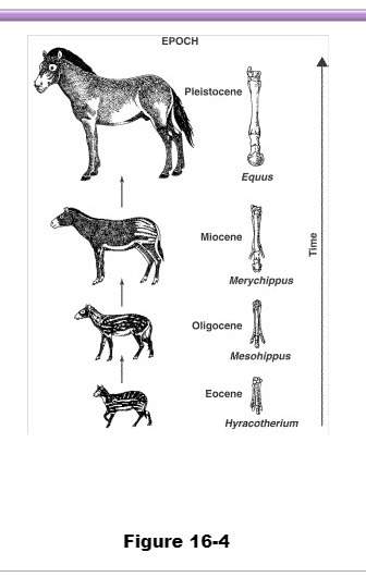 Mee scientists have never seen the ancient horses shown in figure 16-4. what do you think was