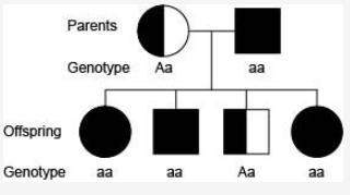 Cystic fibrosis is a recessive gene disorder. the pedigree chart for a family known to have cystic f