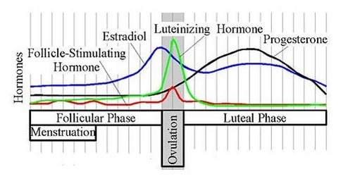 The graph shows the changing levels of hormones during menstruation and ovulation. which hormone has