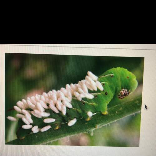 The tomato hornworm, manduca quinquemaculata,feeds on the leaves and stems of tomato plants, as well