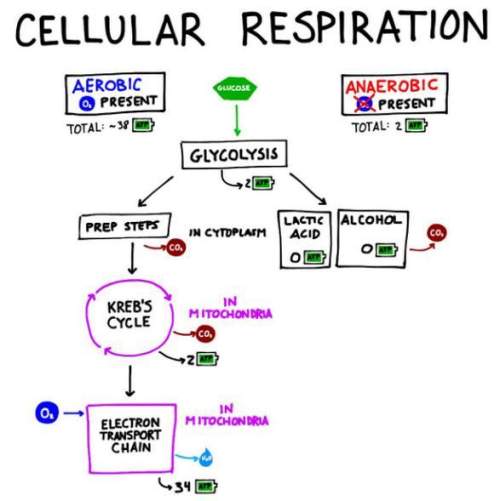 Mark as !  what 2 processes can happen after glycolysis when there is no oxygen present?