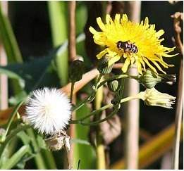 Dandelions have seeds that are attached to tufts of material that resemble feathers. these tufts all
