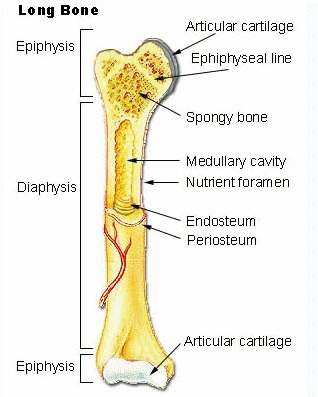 The image represents the structures found in a human bone. the cells which make up a bone are specia
