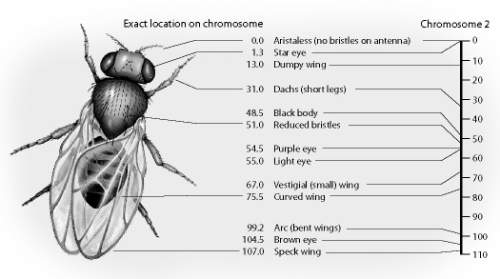 Which trait is most likely linked to having a curved wing in the fruit fly in figure 11–5?