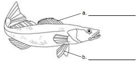 This diagram is of a bony fish. what parts of the fish are labeled a and b?  a. anterior