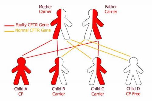 Cystic fibrosis (cf) is caused by a recessive allele. a couple who do not have cf have a child that 