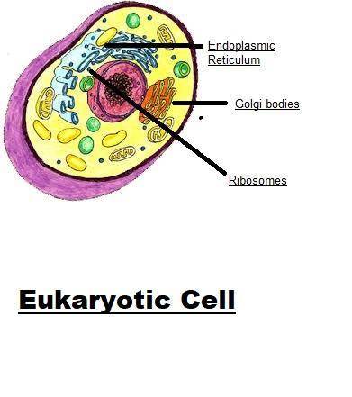 A model of an animal cell is shown above. Eukaryotic cells, like this one, have compartmentalization