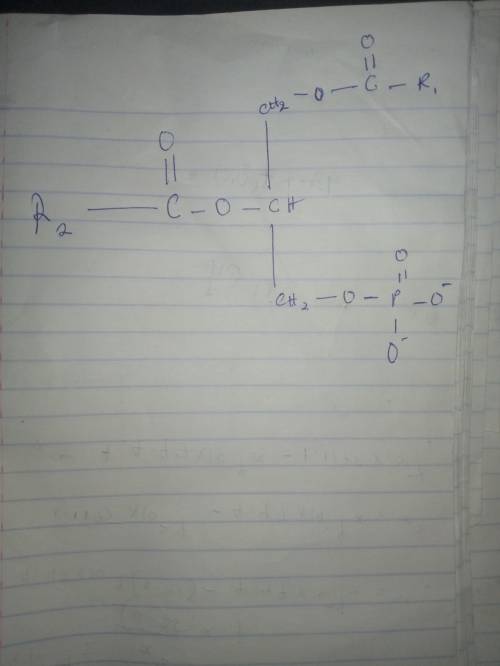 Phosphatidate (phosphatidic acid) is a precursor in the synthesis of some lipids. Phosphatidate (pho