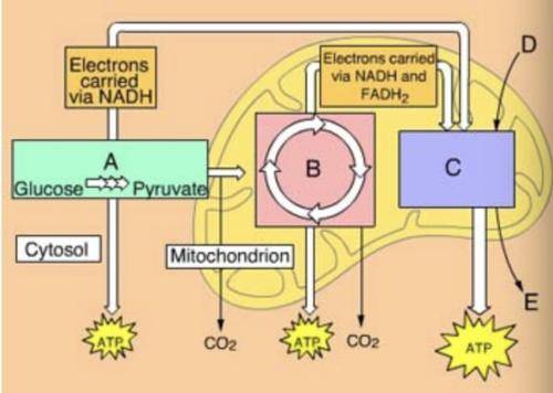 What process occurs in Box A?

a. A scheme of cellular respiration. At box A, which is located in th