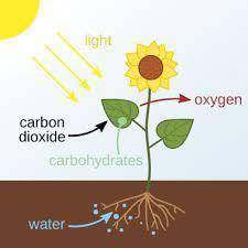 During photosynthesis, what is the source of the carbon i the sugar that is created