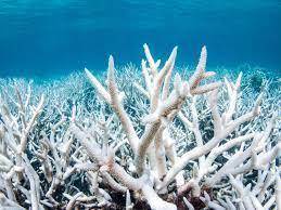 Explain the relationship between coral and algae, and how a problem with algae photosynthesis caused