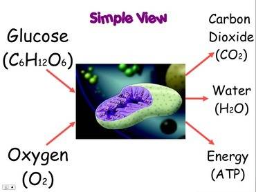 Which component is missing from the process of cellular respiration?  glucose +  → carbon dioxide + 