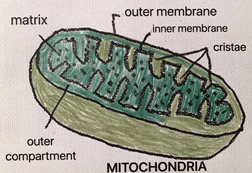 1. Which of the following is a mitochondrion?

A
B
C
D
O A Structure A
O B. Structure B
O C. Structu
