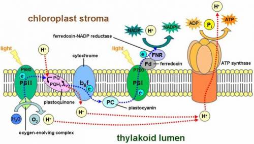 Which best describes how the photosystems are used in the light-dependent reactions?

 photosystem I