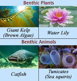 Benthos are organisms that live ?   a.on the surface of water b.throughout the water column c.on the