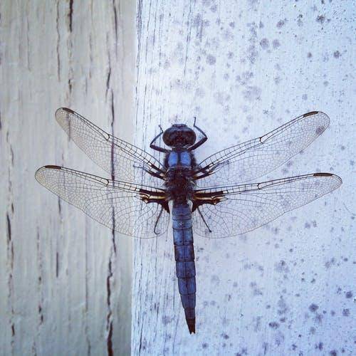 Dragonflies are predatory flying insects. In the summer, it is customary to see them perching on tre