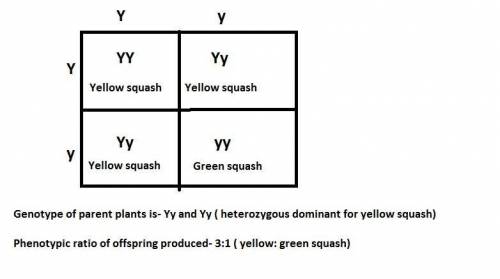 Across between two squash plants that produce yellow squash results in 124 offspring:  93 produce ye