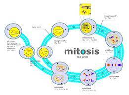 Your model should clearly illustrate cellular division (mitosis) as well as differentiation into spe