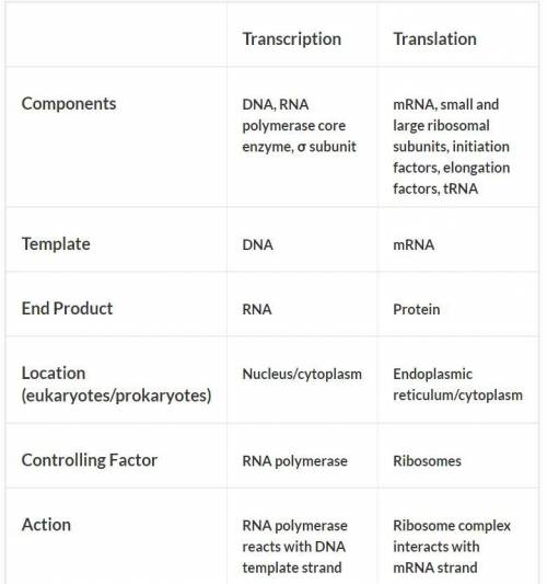 Protein synthesis is vital for cell growth and metabolism. (a) describe transcription and translatio