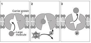 26. (B.2C.2) The diagram represents movement of large molecules across the membrane. Which process i