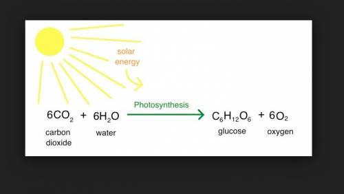 Which of the following summarizes photosynthesis?  glucose + carbon dioxide → oxygen + water carbon 