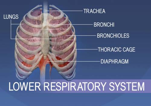 Draw and label the lower respiratory system