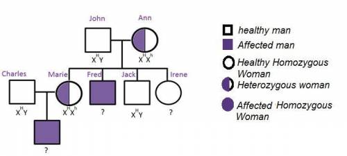 Based on the pedigree that is shown, which describes John? carrier for hemophilia expresses hemophil