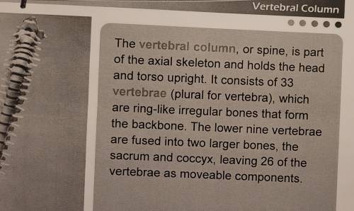 There are 80 bones in the vertebrae column.
A. 
True
B. 
False