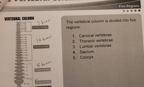 There are 80 bones in the vertebrae column.
A. 
True
B. 
False