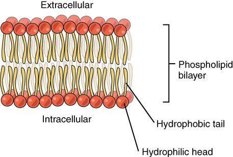 hydrophilic vs hydrophobic parts of lipid bilayer & why the location of each makes sense NEED HE