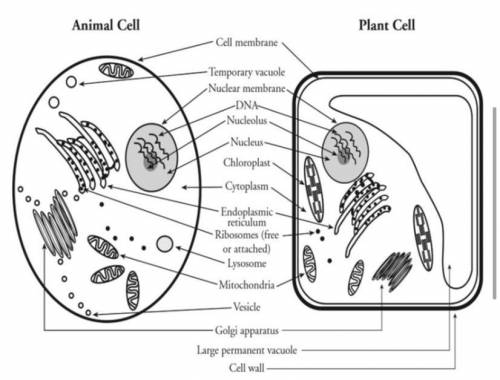 When comparing plant and animal cells which statement is least accurate?

Plant cells have a cell wa