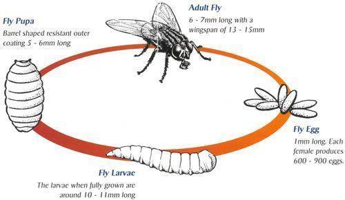 Qual é o ciclo de vida das moscas ?  relate todas as fases , desde o ovo até a morte