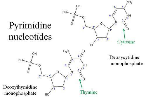 Nucleotides are to ___

as 
are to proteins.
O nucleic acids; amino acids
O amino acids; polypeptide