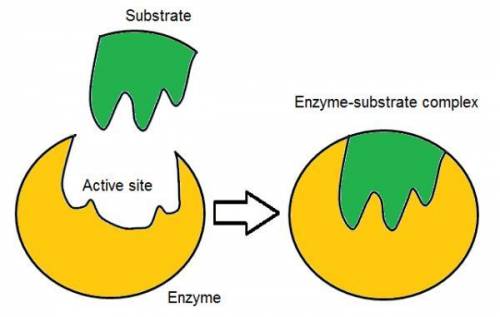 Which of the following correctly describes the induced fit process of how enzymes work

1.the substr