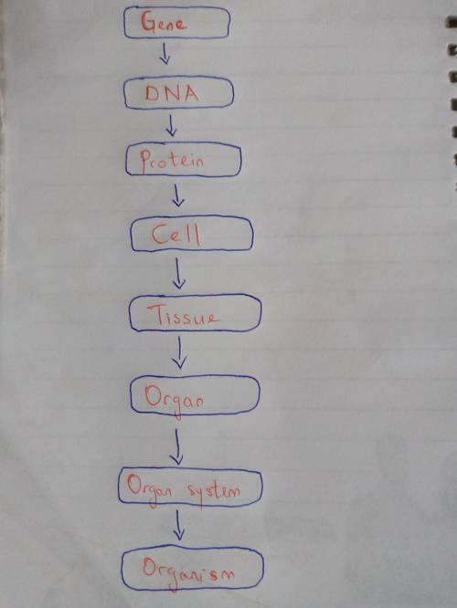Draw a flow chart that explains how DNA is used to create an organism. please use the words: DNA, ge