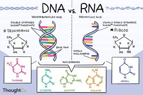 In essence, DNA is a thin and very, very long organic molecule. It is a polymer, and each of the mon
