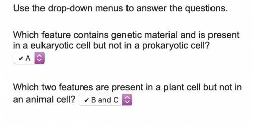 Use the drop-down menus to answer the questions.

Which feature contains genetic material and is pre